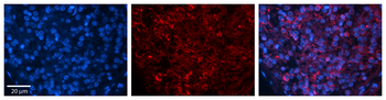 ZFR Rabbit Polyclonal Antibody