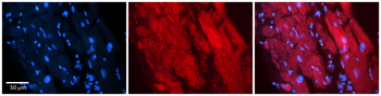 ZFR Rabbit Polyclonal Antibody