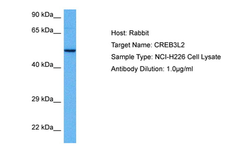 CREB3L2 Rabbit Polyclonal Antibody
