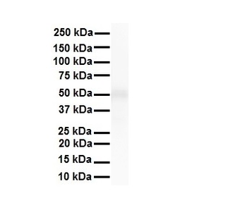 TRIM10 Rabbit Polyclonal Antibody
