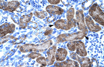 TRIM31 Rabbit Polyclonal Antibody