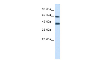 TRIM31 Rabbit Polyclonal Antibody