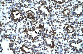 PRR7 Rabbit Polyclonal Antibody