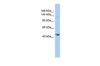 GREB1 Rabbit Polyclonal Antibody