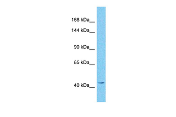 GREB1 Rabbit Polyclonal Antibody