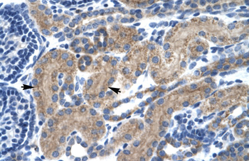 TCF7 Rabbit Polyclonal Antibody