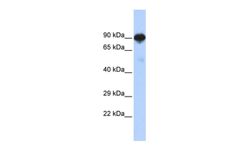 RFX4 Rabbit Polyclonal Antibody