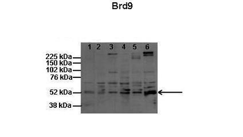 BRD9 Rabbit Polyclonal Antibody