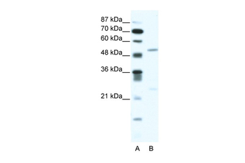 BRD9 Rabbit Polyclonal Antibody