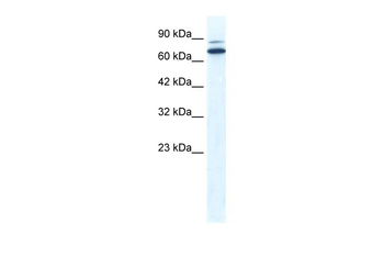 ZNF57 Rabbit Polyclonal Antibody