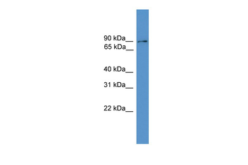 Clcn5 Rabbit Polyclonal Antibody