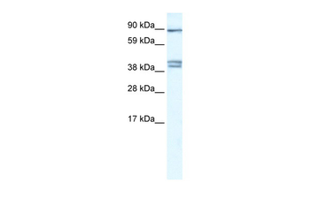 CLCNKB Rabbit Polyclonal Antibody