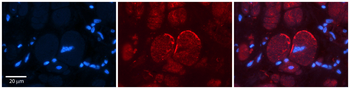 GRIN2C Rabbit Polyclonal Antibody