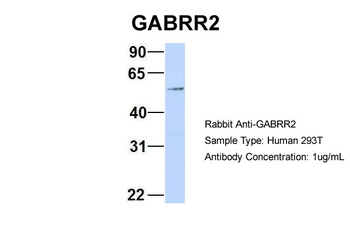 GABRR2 Rabbit Polyclonal Antibody