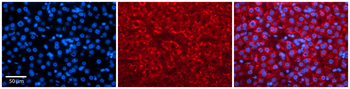 KCNC3 Rabbit Polyclonal Antibody