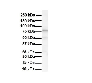 KCNC3 Rabbit Polyclonal Antibody