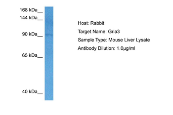 Gria3 Rabbit Polyclonal Antibody