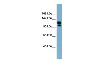 TRPA1 Rabbit Polyclonal Antibody