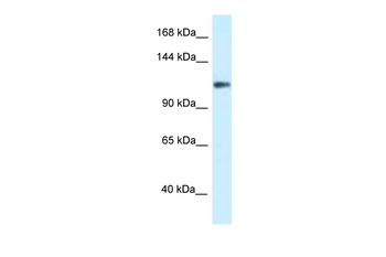 KCNH3 Rabbit Polyclonal Antibody