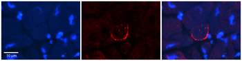 SCN8A Rabbit Polyclonal Antibody