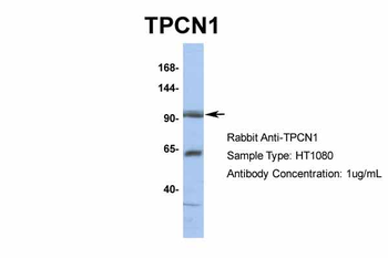 TPCN1 Rabbit Polyclonal Antibody