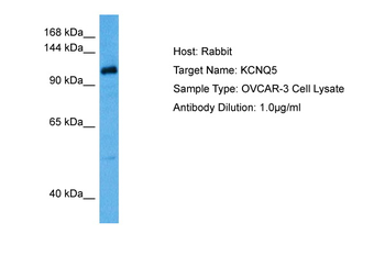 KCNQ5 Rabbit Polyclonal Antibody