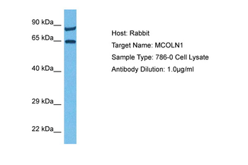 MCOLN1 Rabbit Polyclonal Antibody