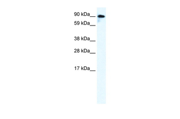GRIK2 Rabbit Polyclonal Antibody