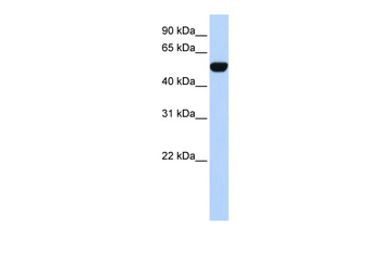 BTBD10 Rabbit Polyclonal Antibody