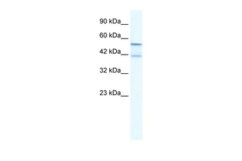 KCNK10 Rabbit Polyclonal Antibody