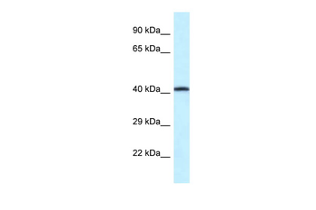 P2rx2 Rabbit Polyclonal Antibody