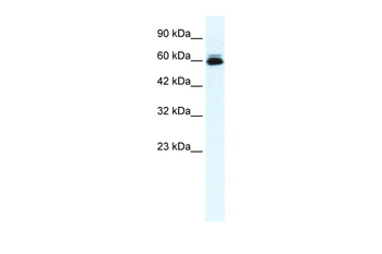 KCNH5 Rabbit Polyclonal Antibody
