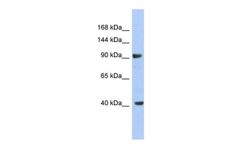 KCNH6 Rabbit Polyclonal Antibody