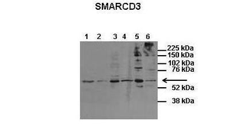 SMARCD3 Rabbit Polyclonal Antibody