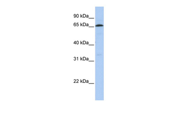 ZNF136 Rabbit Polyclonal Antibody