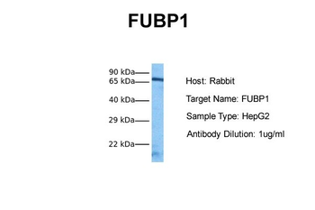 FUBP1 Rabbit Polyclonal Antibody