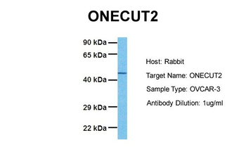 ONECUT2 Rabbit Polyclonal Antibody