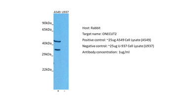 ONECUT2 Rabbit Polyclonal Antibody