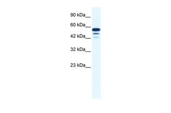 ZNF230 Rabbit Polyclonal Antibody