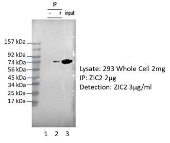 ZIC2 Rabbit Polyclonal Antibody