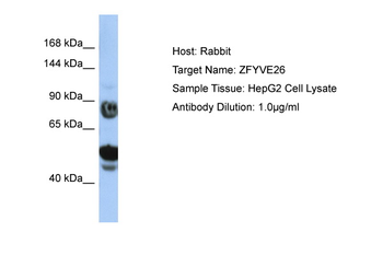 ZFYVE26 Rabbit Polyclonal Antibody