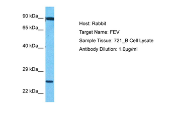 FEV Rabbit Polyclonal Antibody