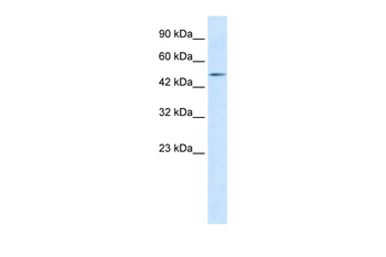 LHX9 Rabbit Polyclonal Antibody
