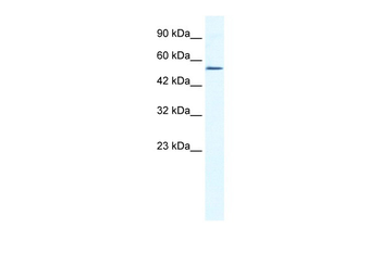 ZNF286 Rabbit Polyclonal Antibody