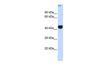 CREBZF Rabbit Polyclonal Antibody