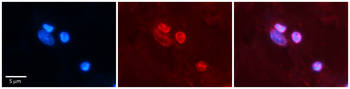 NR1I2 Rabbit Polyclonal Antibody