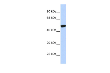 NR1I2 Rabbit Polyclonal Antibody