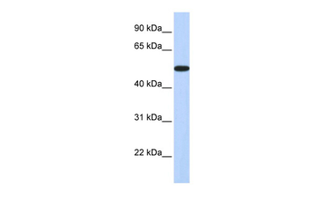 HOXA3 Rabbit Polyclonal Antibody