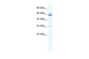 ZNF491 Rabbit Polyclonal Antibody