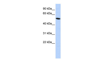 ZNF572 Rabbit Polyclonal Antibody